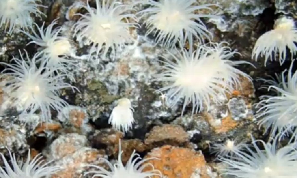 Dubinski organizmi koje je na dnu oceana snimio James Cameron