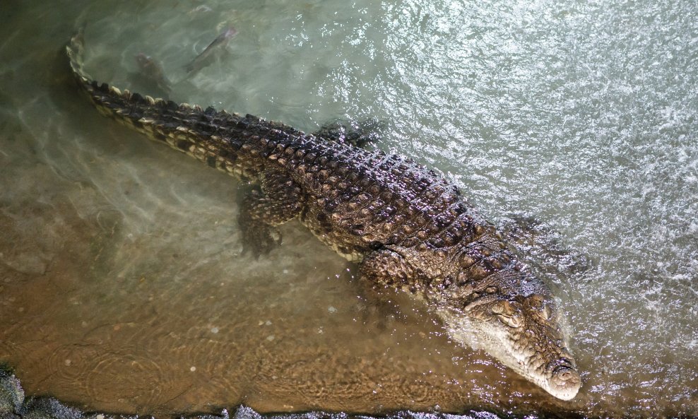 Krokodil
