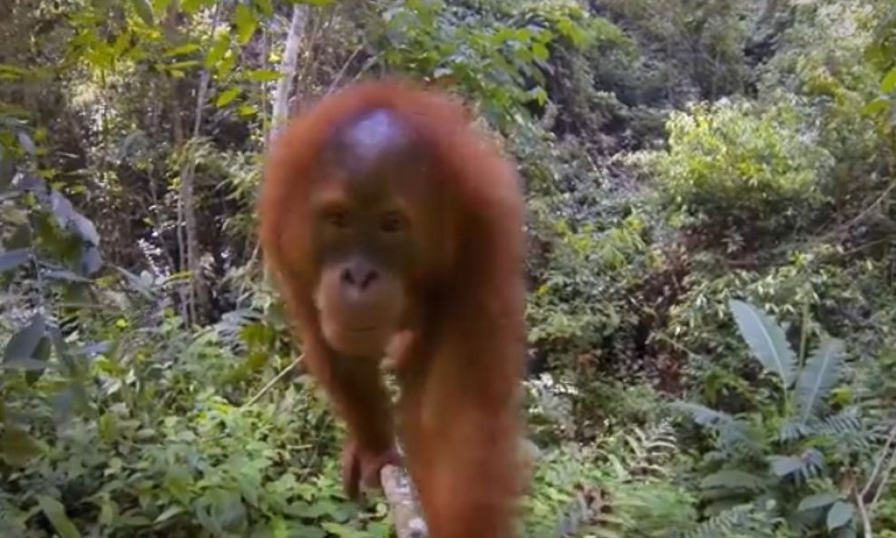 orangutan gopro kamera funvideo