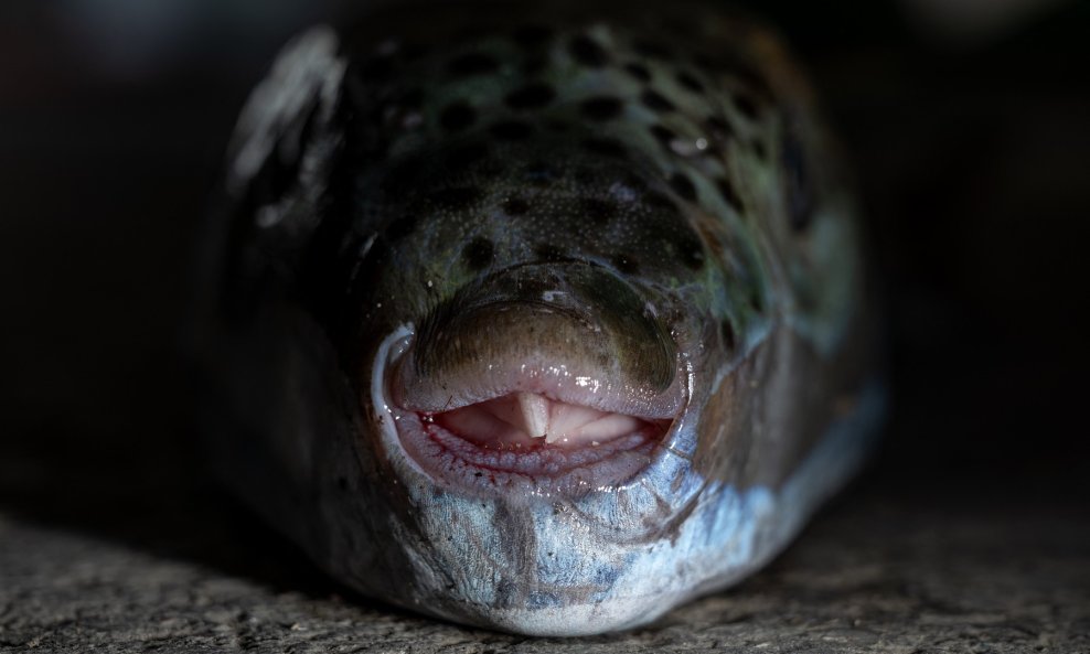 Srebrnopruga napuhača