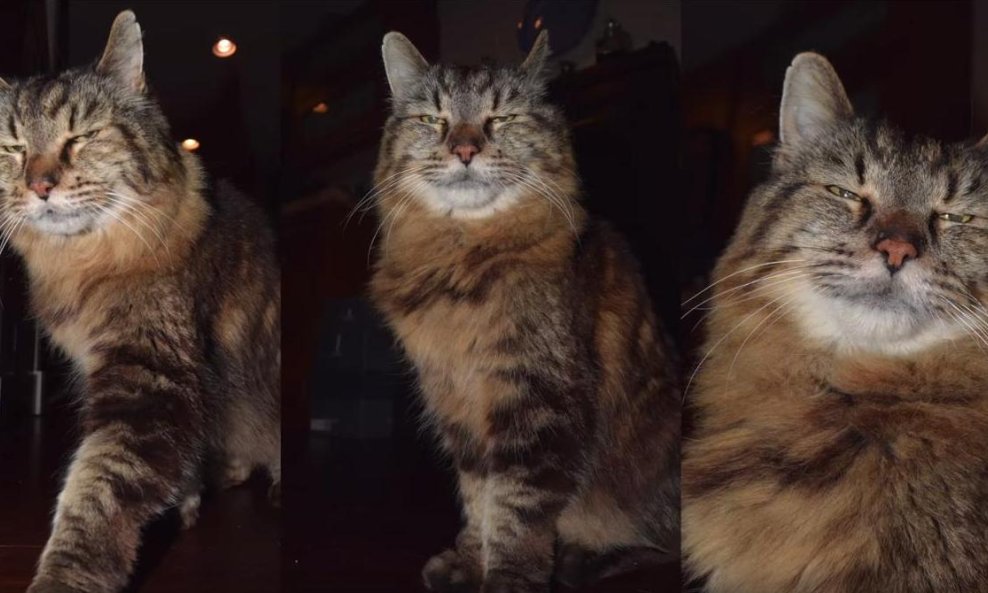 mačak Corduroy Guinnessov rekord