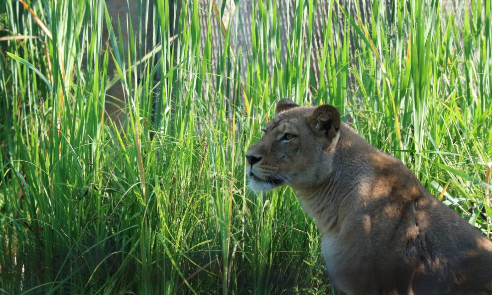Lavicu je u zagrebačkom ZOO vrtu ubio lav, što je izazvalo reakcije