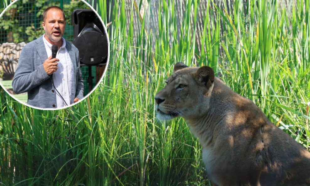 Ravnatelj Zoo Zagreb Ivan Cizelj za tportal je prokomentirao okolnosti ubojstva lavice od mladog lava