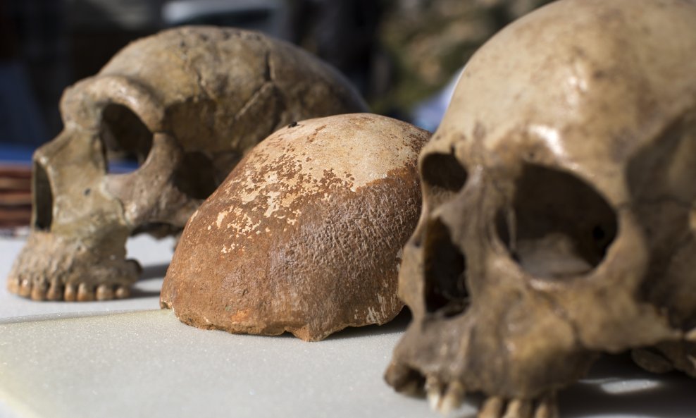 Lubanja neandertalca i modernog čovjeka
