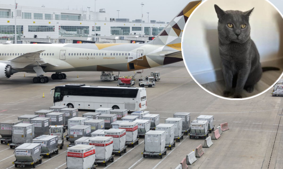 Mačak pronađen na briselskom aerodromu nakon 17 dana