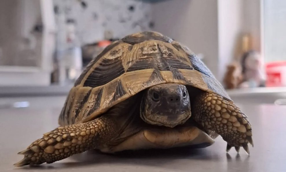 Kornjača u oporavilištu zagrebačkog Zoo vrta