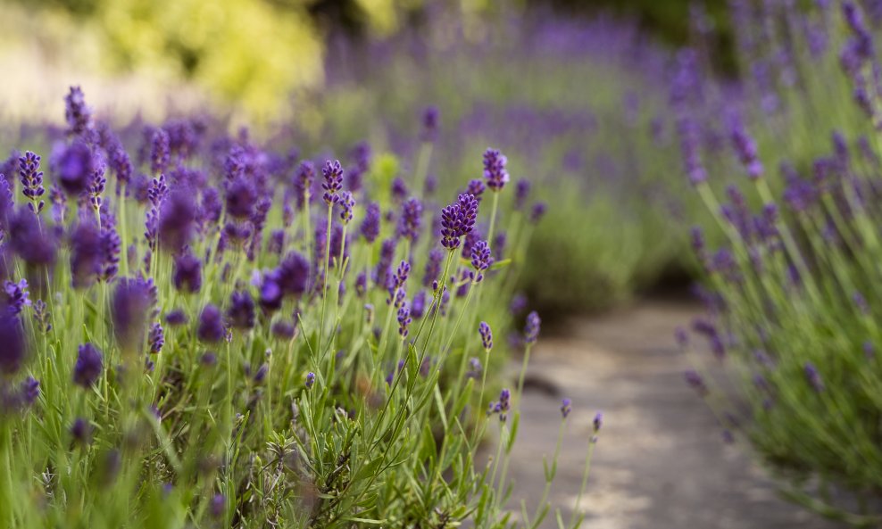 Lavanda