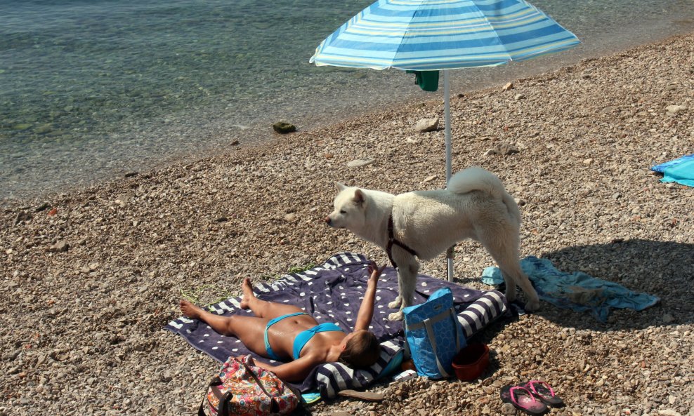 Pas na plaži, ilustracija