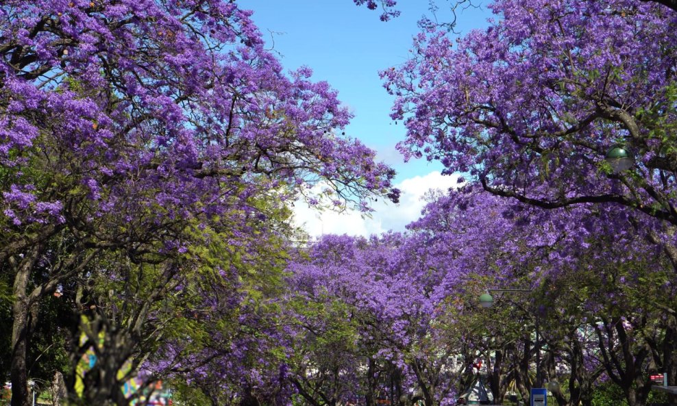 Jacaranda