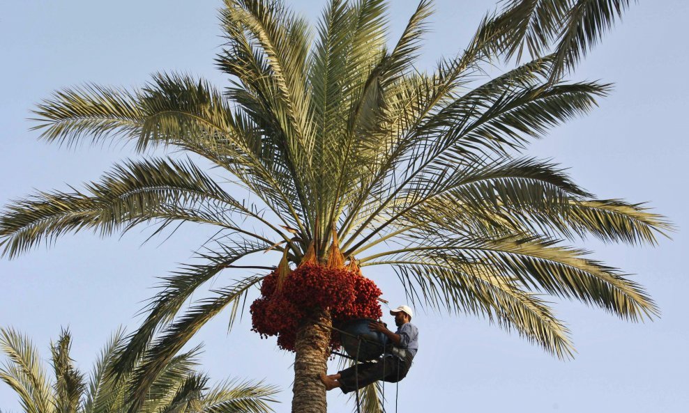 Palestinski seljak bere datulje sa stabla palme u gradu Deir al-Balah u pojasu Gaze.
REUTERS/Ibraheem Abu Mustafa 

