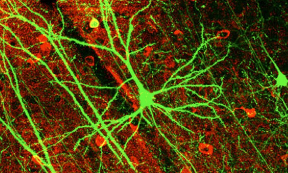 neuron miša