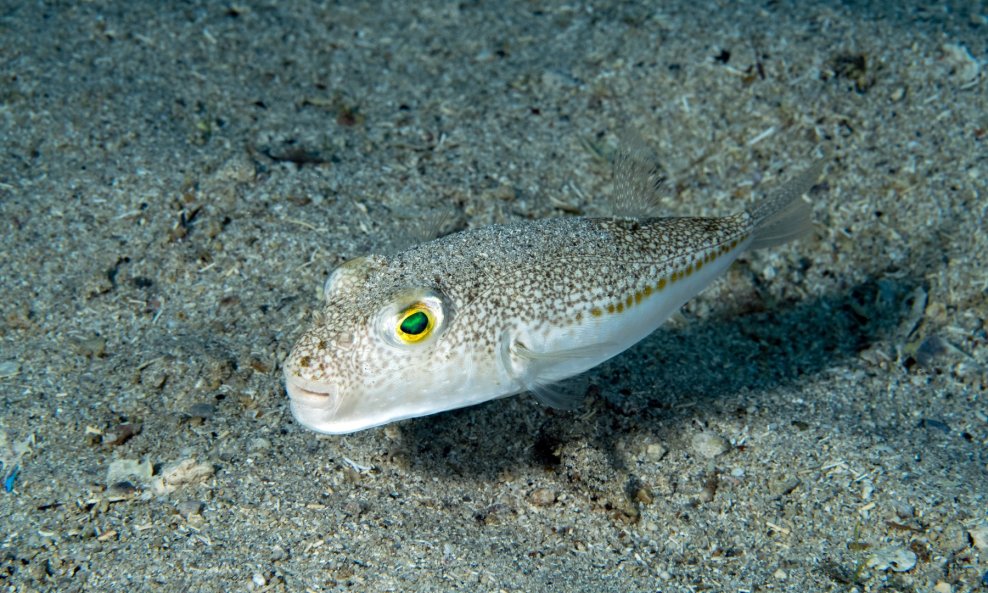 Srebrnopruga napuhača