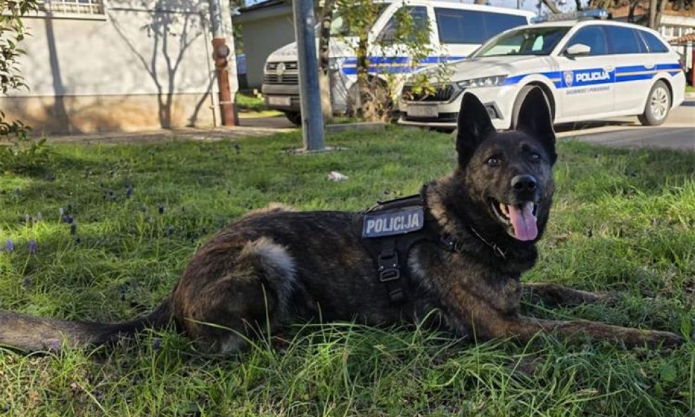 Službeni policijski pas Gana