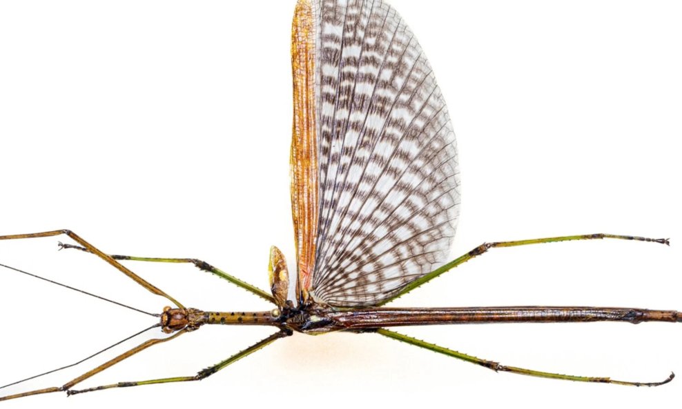 Anchiale Mabiensis