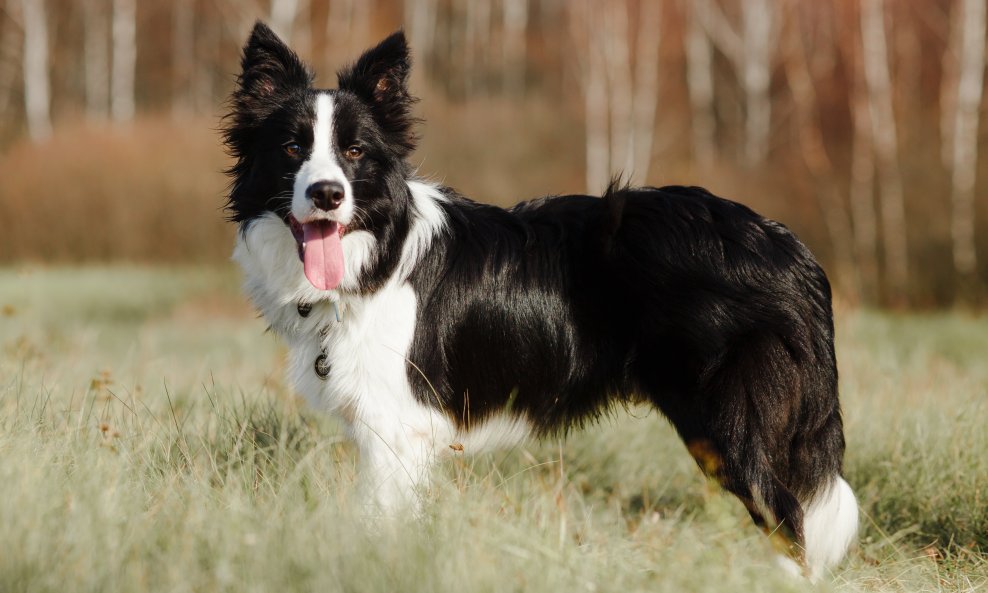 Border Collie