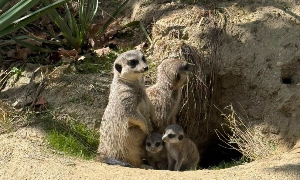 Obitelj merkata u Zagrebačkom ZOO-u