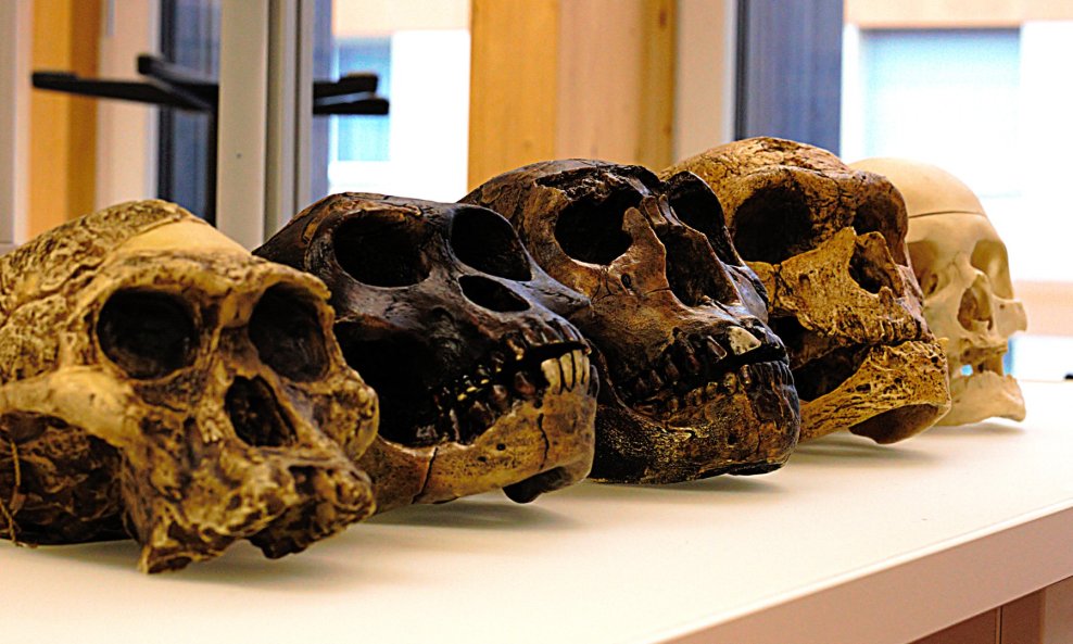 Pet lubanja ljudskih predaka. S lijeva na desno: A. africanus, A. afarensis, H. erectus, H. neanderthalensis i H. sapiens sapiens.