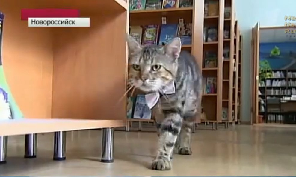 mačka knjižničarka