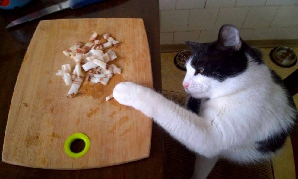 djuro špek mačka hrana