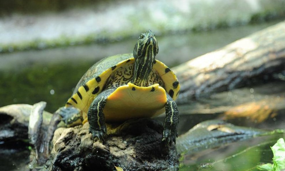 007 Točkasta kornjača uživa u svježini vodenog okruženja