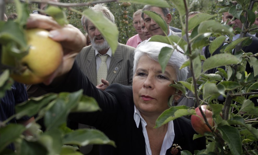 Kosor među jabukama