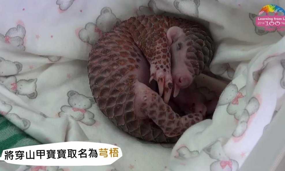 pangolin