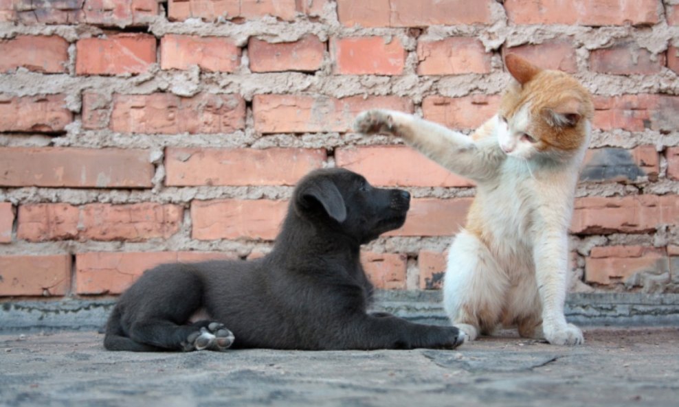 mačka pas ulica životinje kućni ljubimci