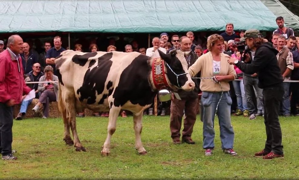 natjecanje krava funvideo