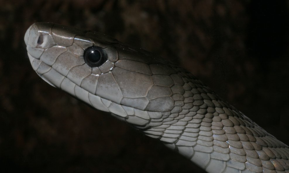 Zmija crna mamba