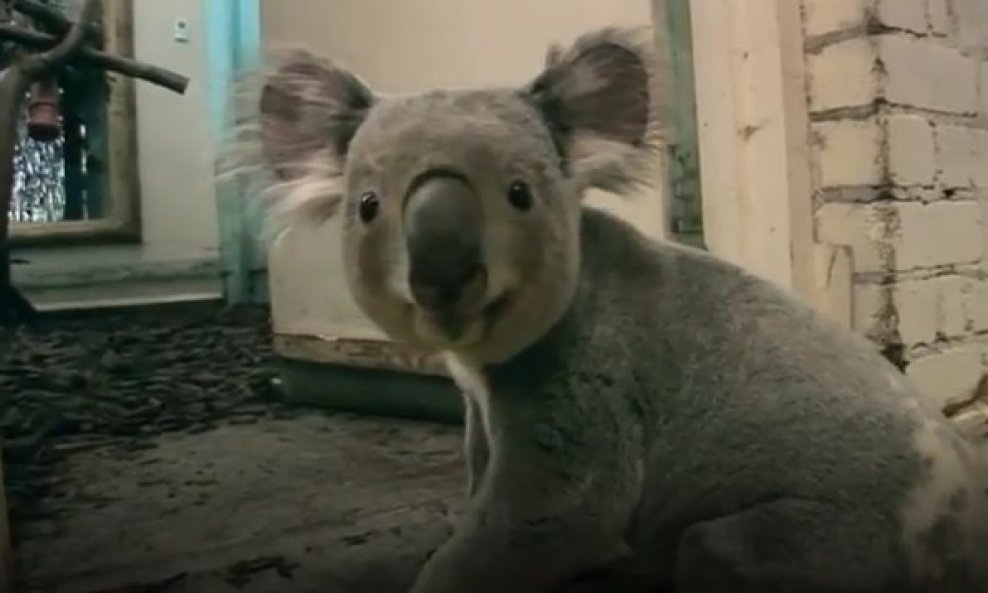 koala trči hodnikom