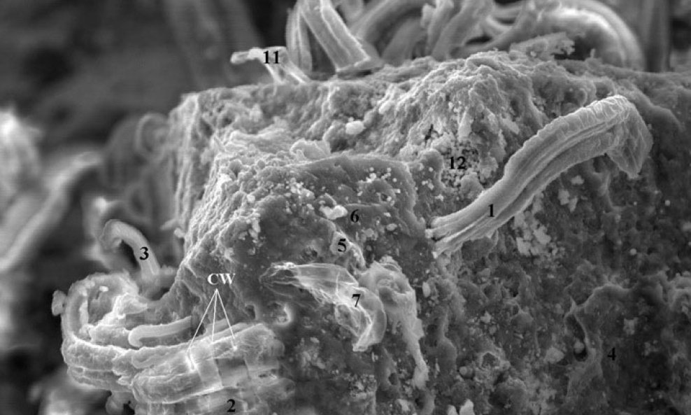 Navodni fosili vanzemaljskih bakterija