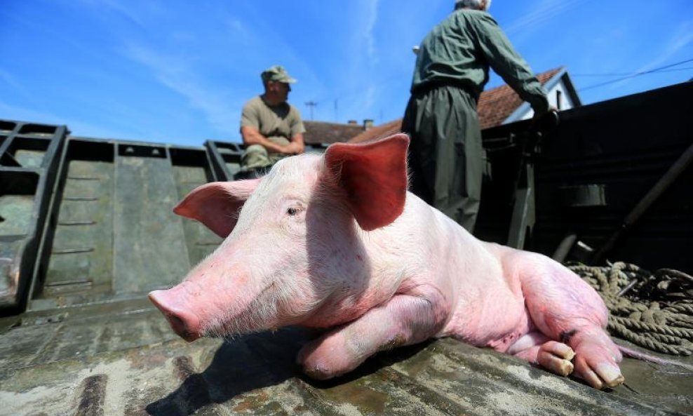spašena svinja