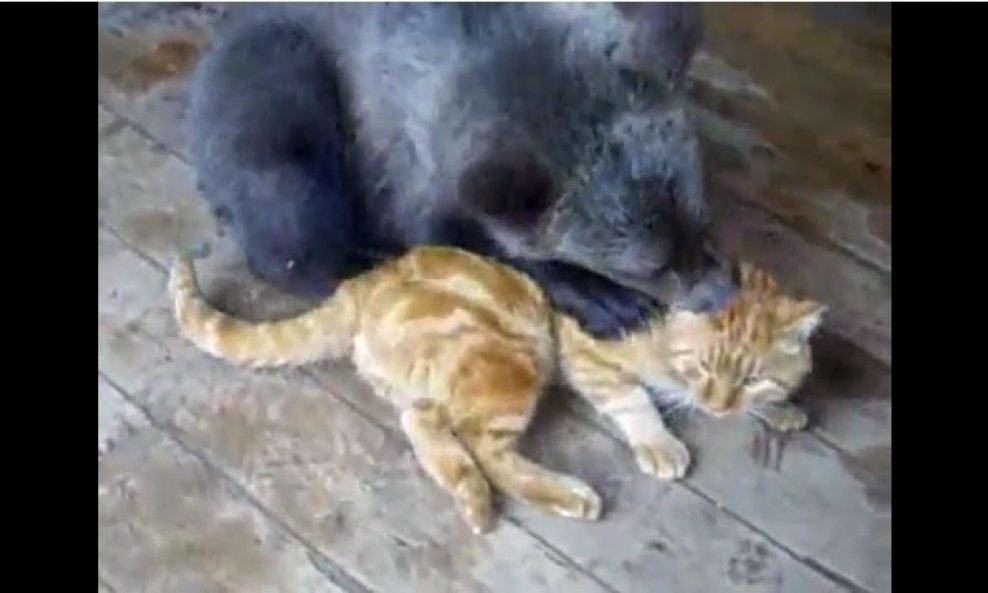 medo i maca medvjedić i mačka
