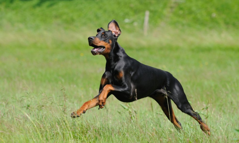 doberman pas