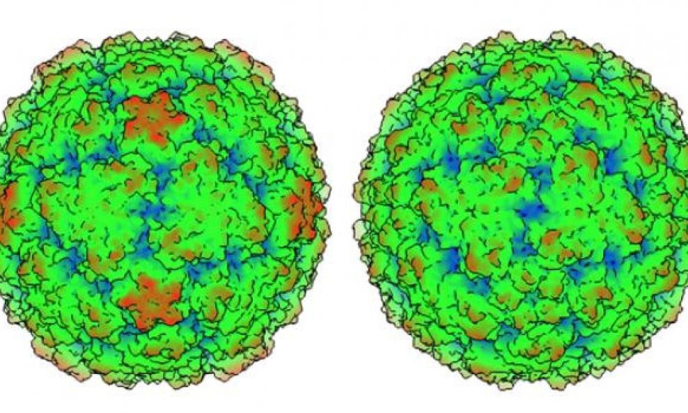 Rinovirus C