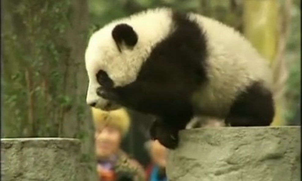 beba panda
