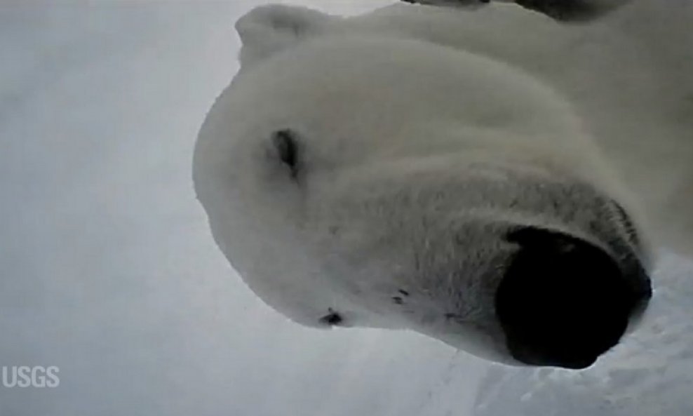 polarni medvjed funvideo