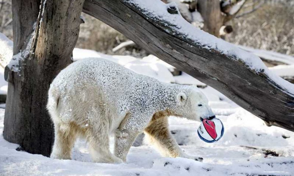 polarni medvjed Knut