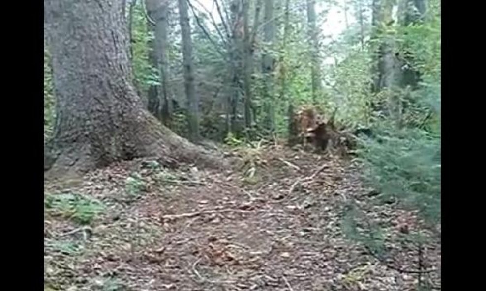 drvo funvideo
