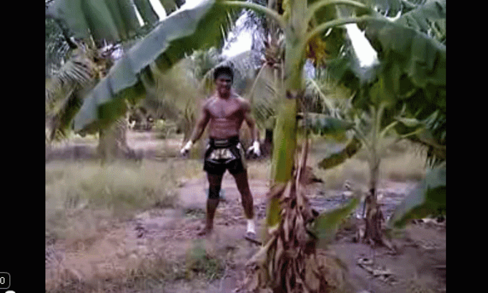 kickboxer i drvo banane
