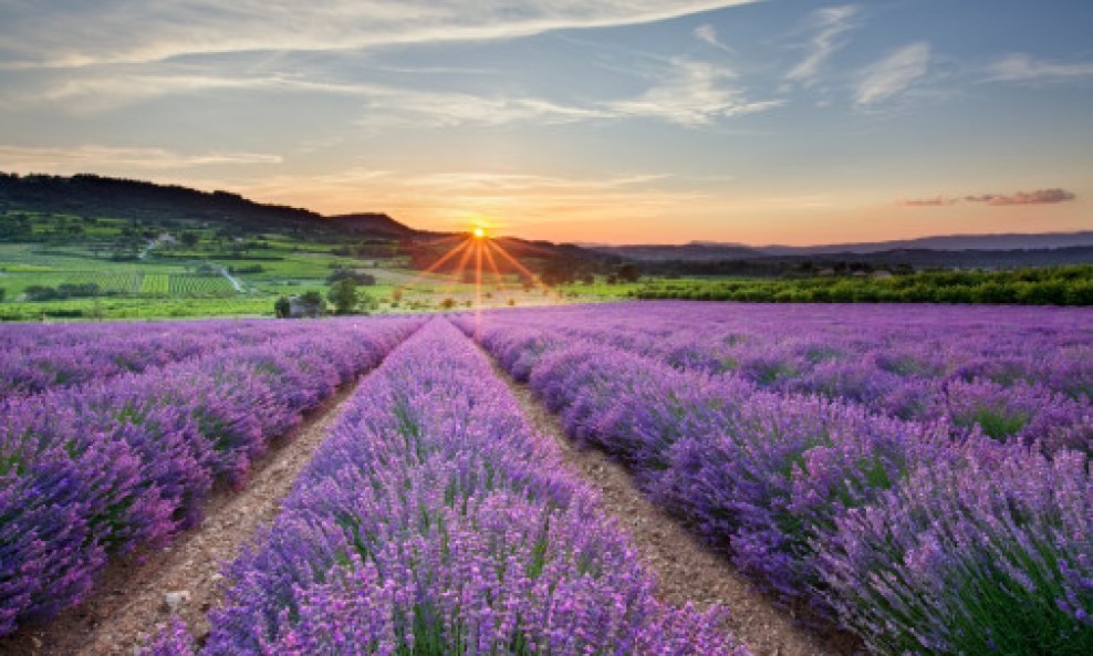 lavanda polje