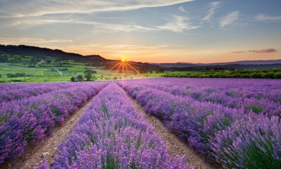 lavanda polje