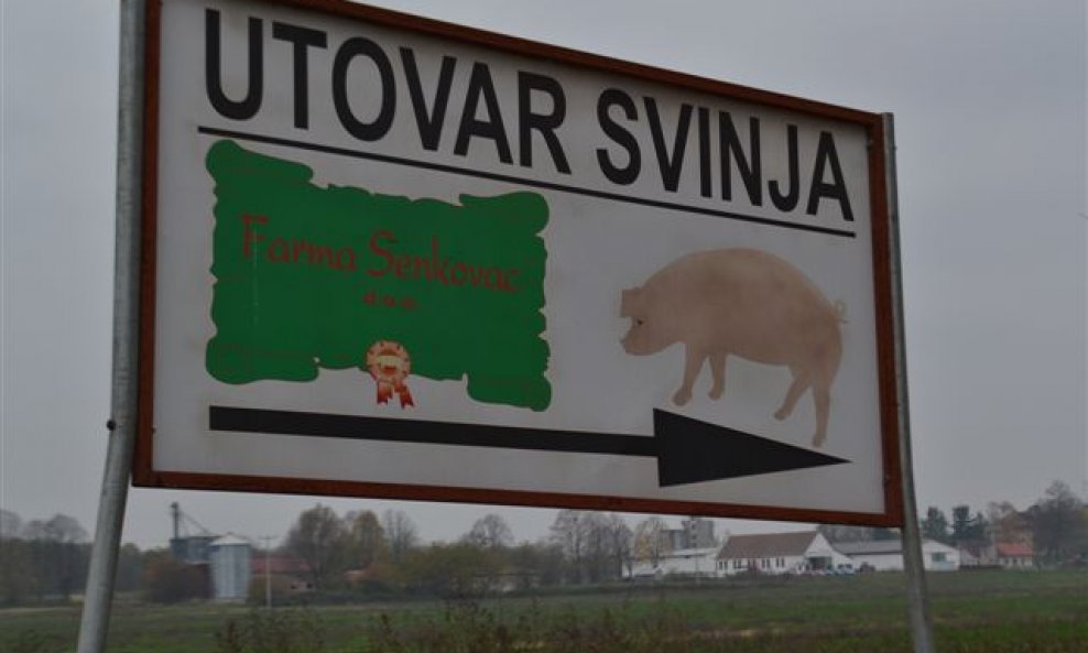 Farma svinja, svinjogojstvo