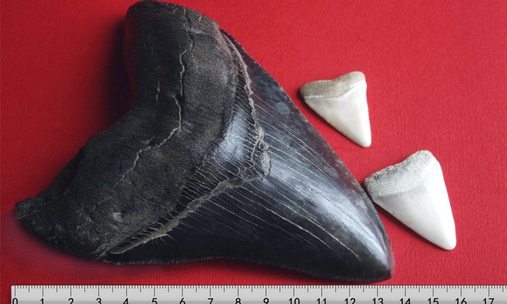 Zubi pretpovijesnih morskih pasa