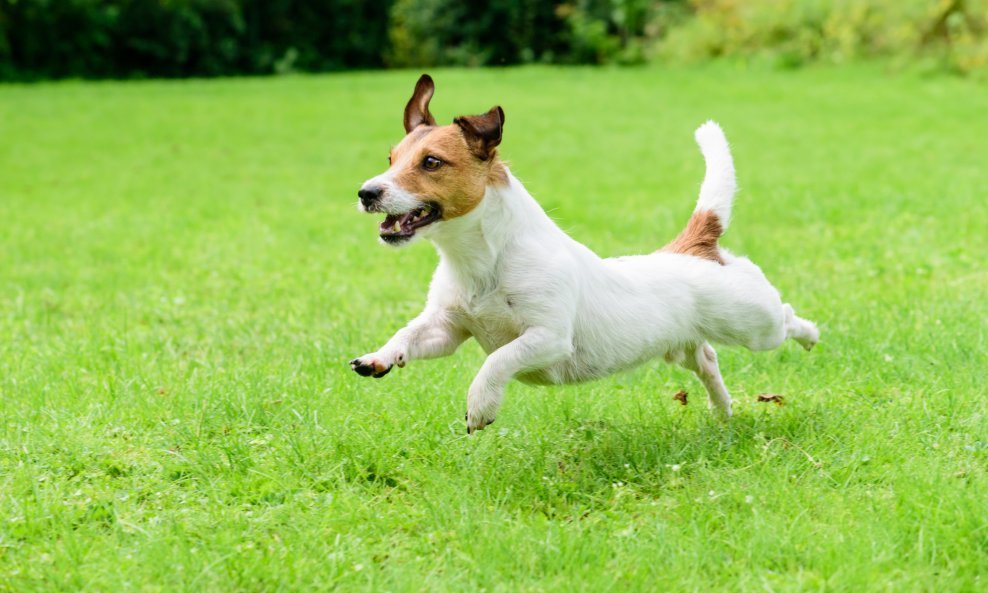 pas Jack Russell terijer