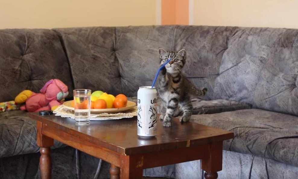 mačić mačkica mačka