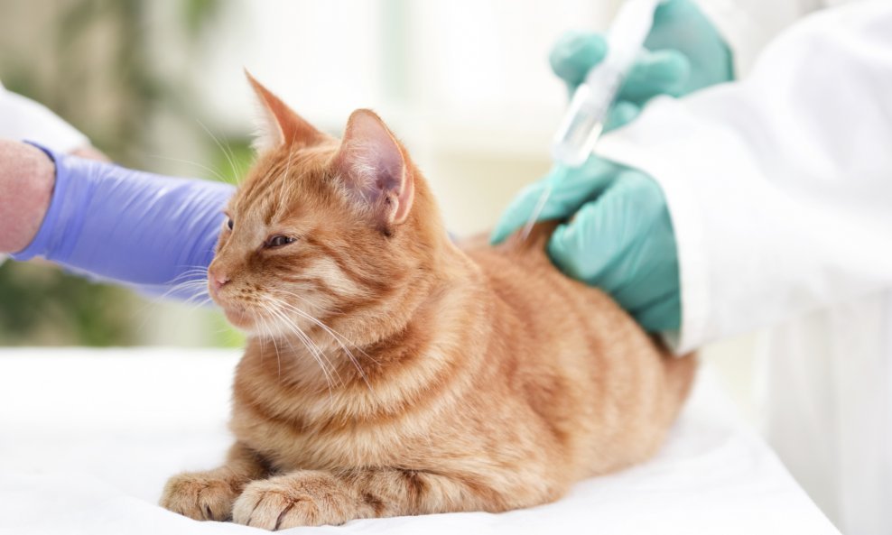 mačka veterinar