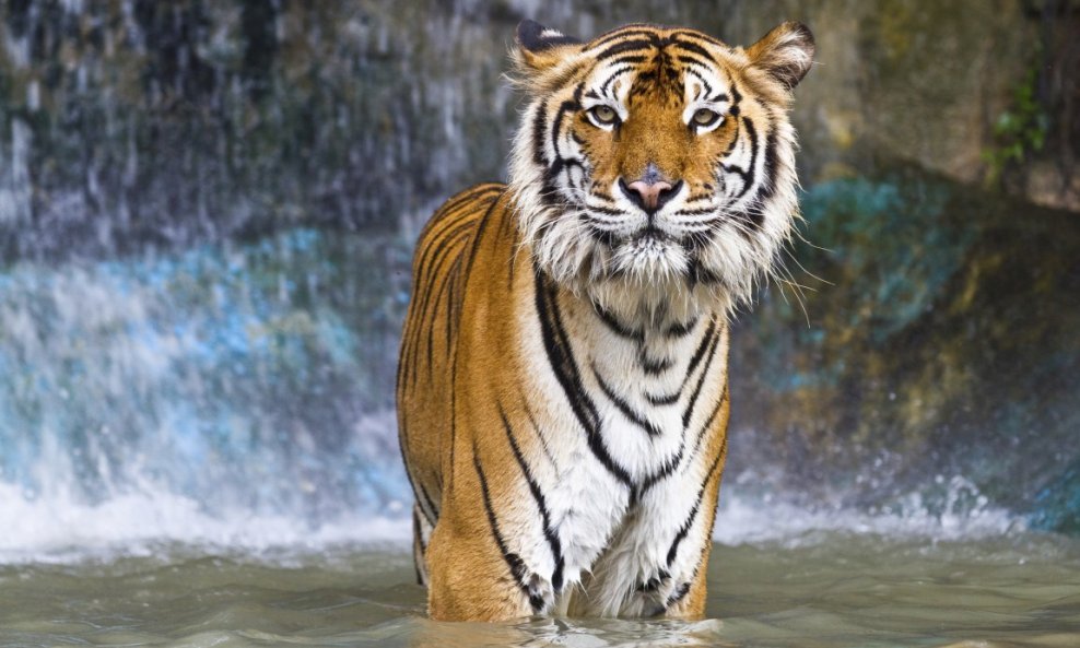 sumatranski tigar