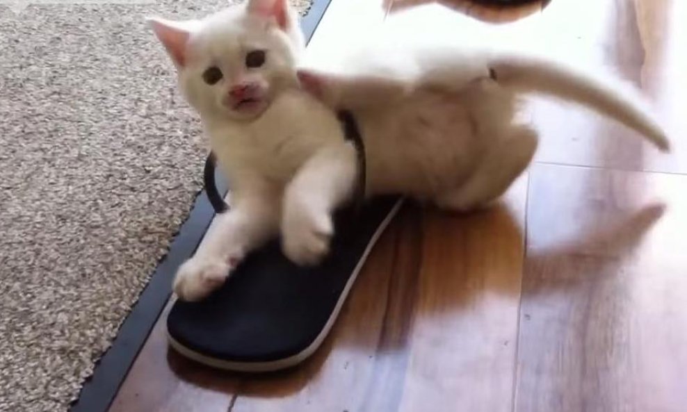 mačić mačkica mačka