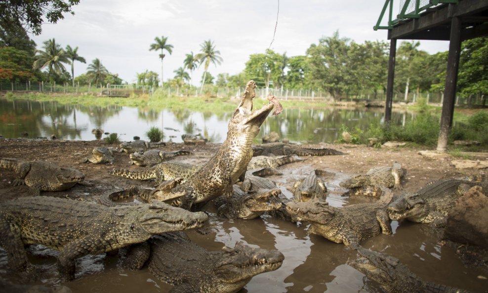 Cuban crocodiles (Crocodylus rhombifer), react as a veterinarian, (not pictured) hangs a bait over them in a hatchery at Zapata Swamp National Park, June 4, 2015. Ten baby crocodiles have been delivered to a Cuban hatchery in hopes of strengthening the sp